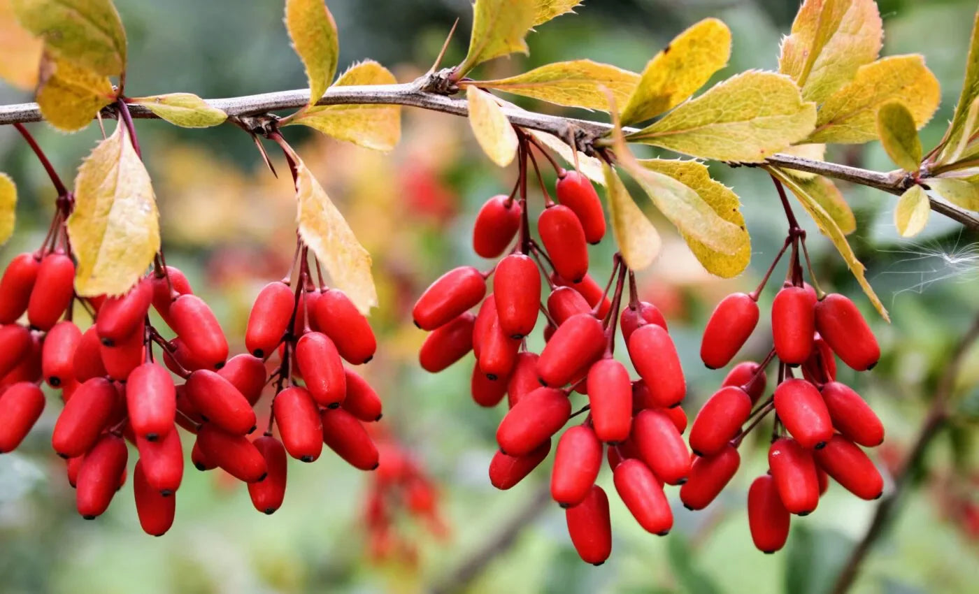 Berberine: Beyond Blood Sugar Management