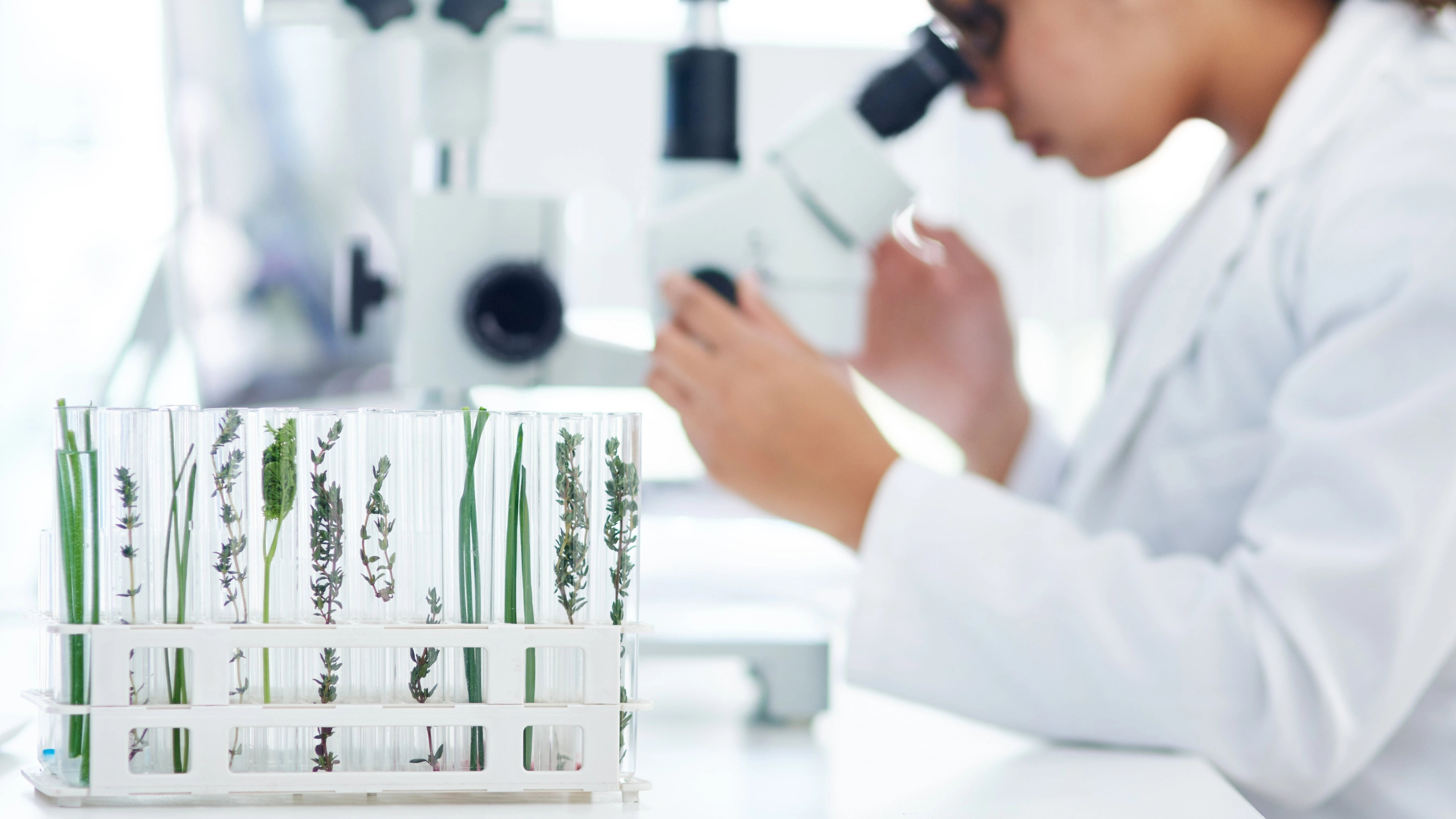 Person in a lab coat examining plants under a microscope with test tubes nearby.